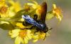 Scolia hirta unifasciata